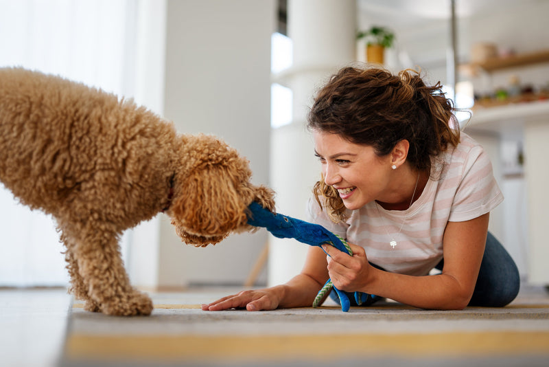 How to Manage Your Pet’s Anxiety: Calming Tips for Stressed Pets