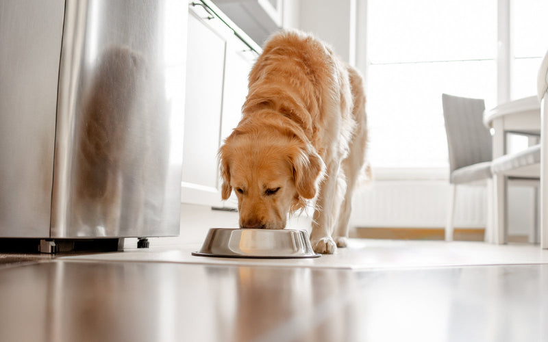 How to Choose Healthier Treats for Your Dog