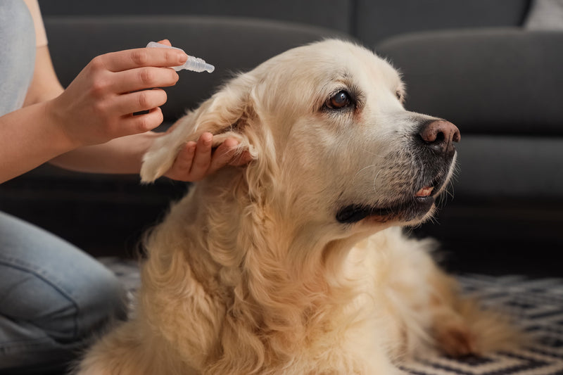 Dog Ear Care: How and When to Carefully Clean Your Dog’s Ears