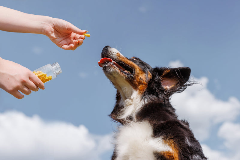 Dog Vitamins: How Do They Work, And Does Your Dog Need Them?