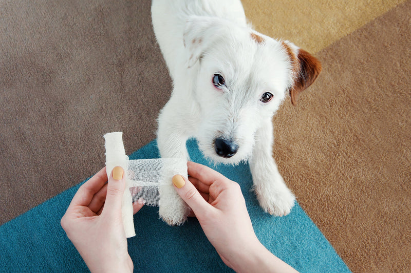 What to Do in a Pet Emergency and Essential Pet First Aid Tips