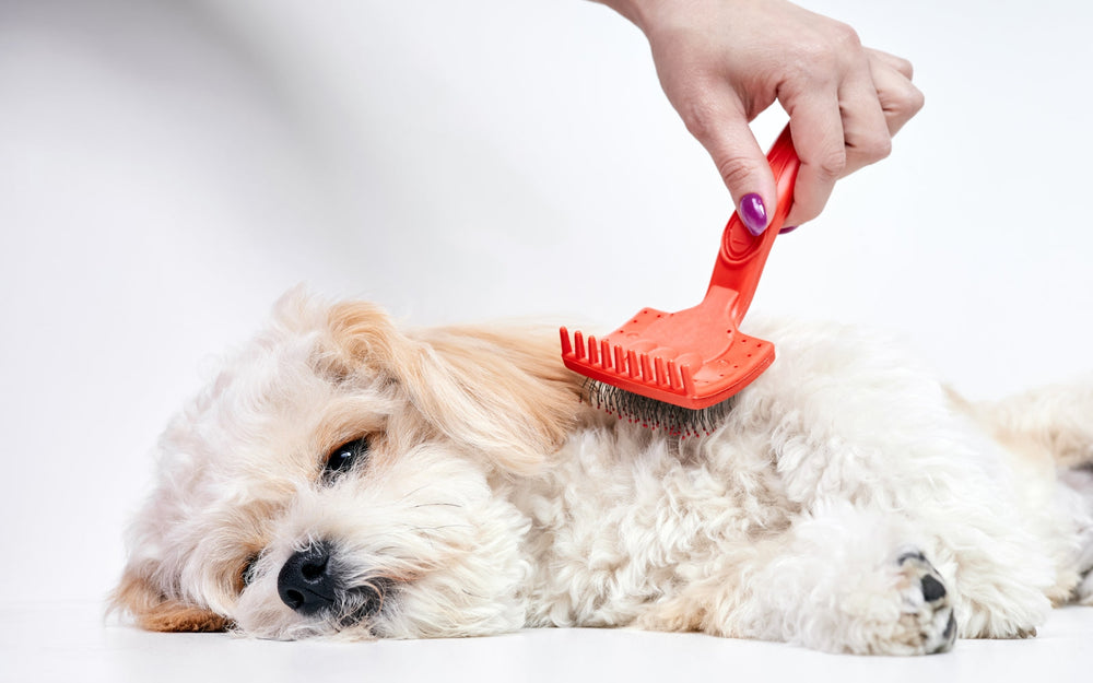 Why Is My Dog Itchy? The Skin & Coat Guide for UAE Pet Parents