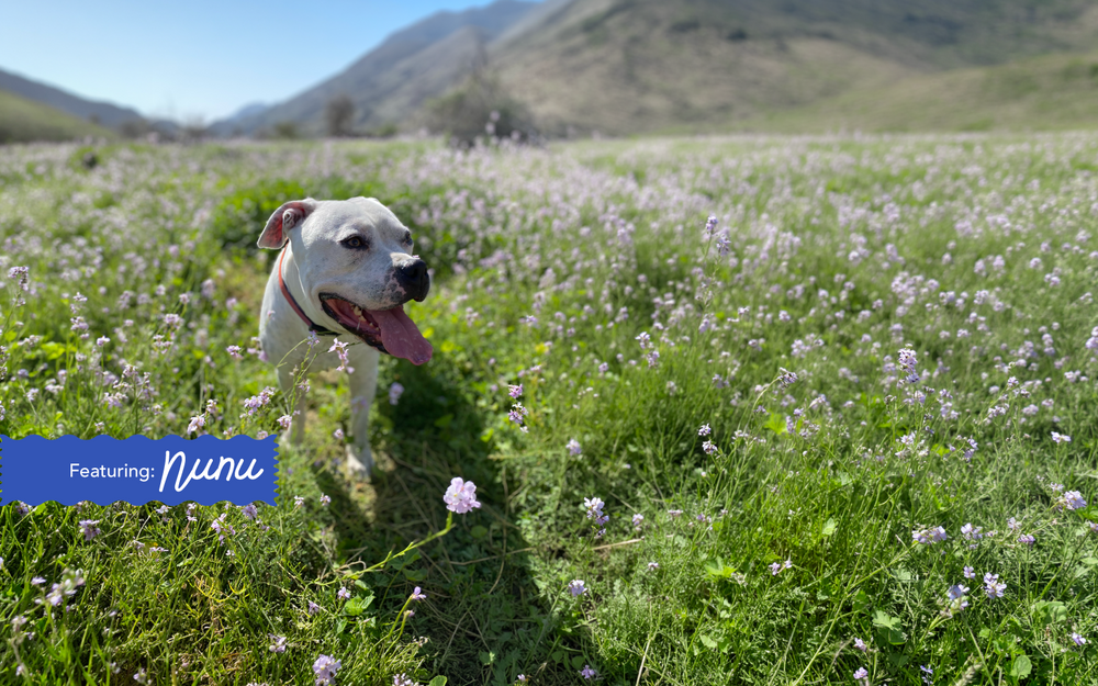 Why Is My Dog Itchy? The Skin & Coat Guide for UAE Pet Parents