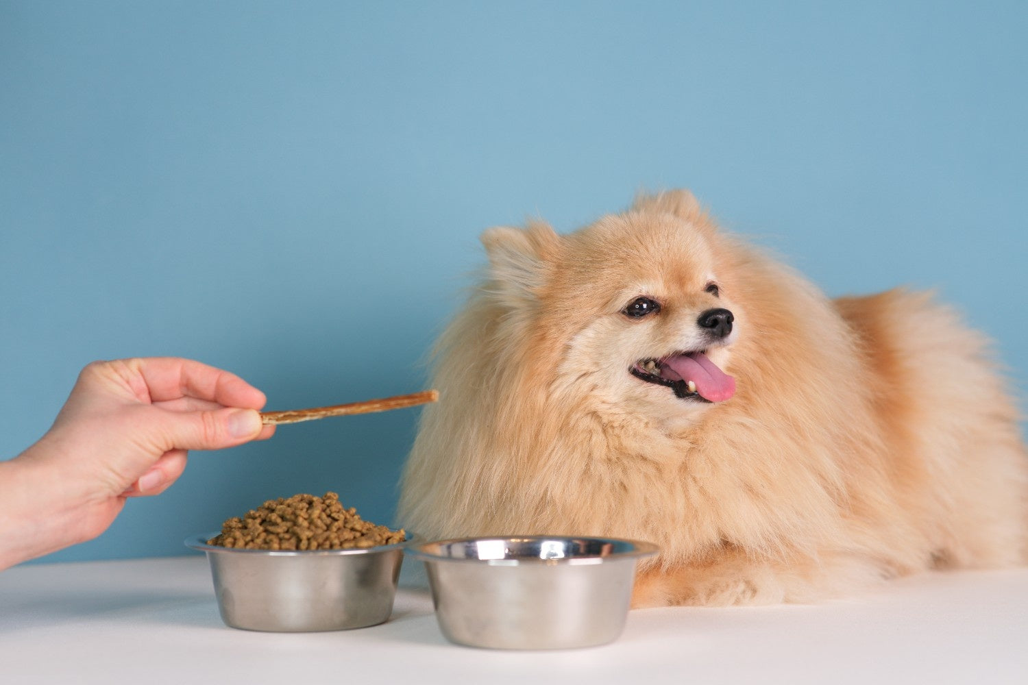 The Gut Health Guide for Dogs: Probiotics, Pumpkin and What Actually Works