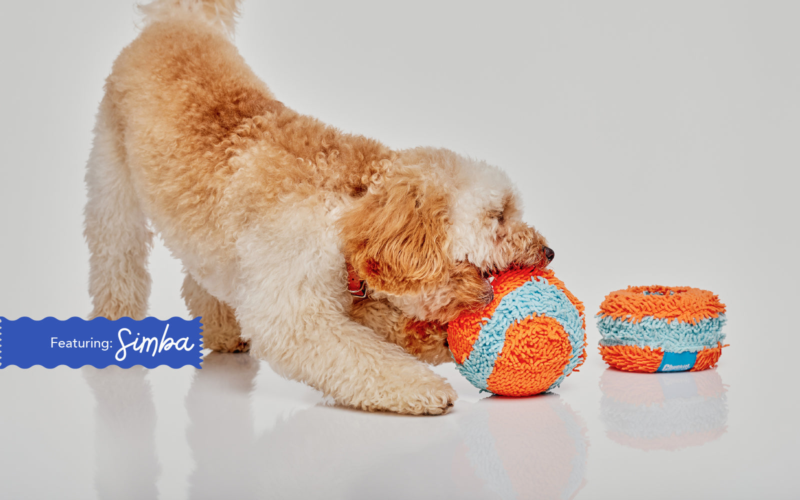 Keeping Dogs Mentally Stimulated at Home