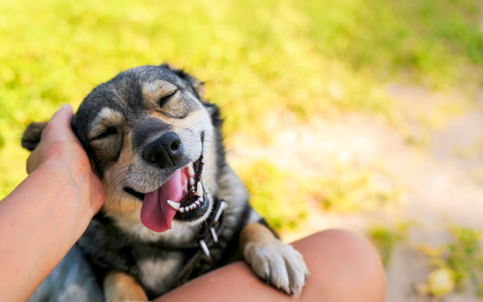 A Guide to Caring for Senior Dogs in the UAE