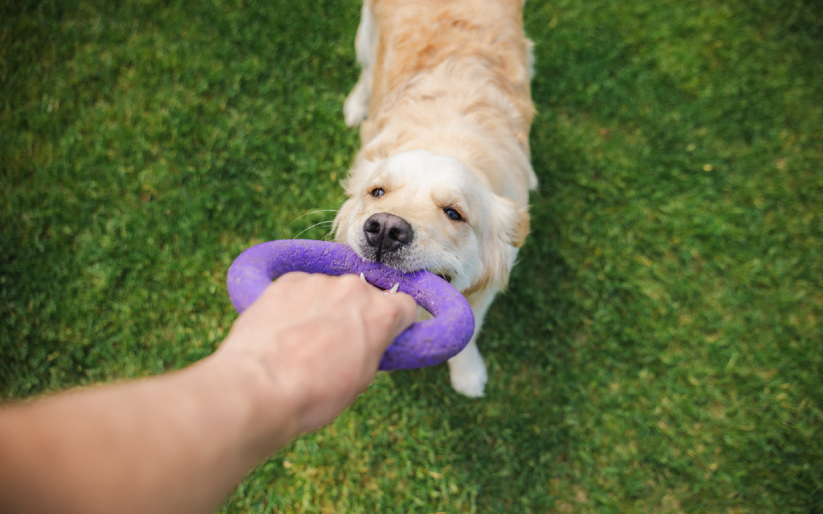 Common Causes of Skin Allergies in Dogs