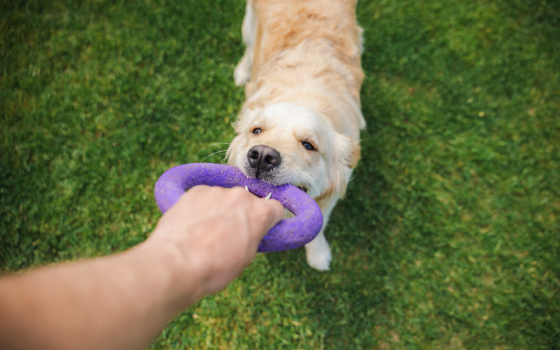 Common Causes of Skin Allergies in Dogs