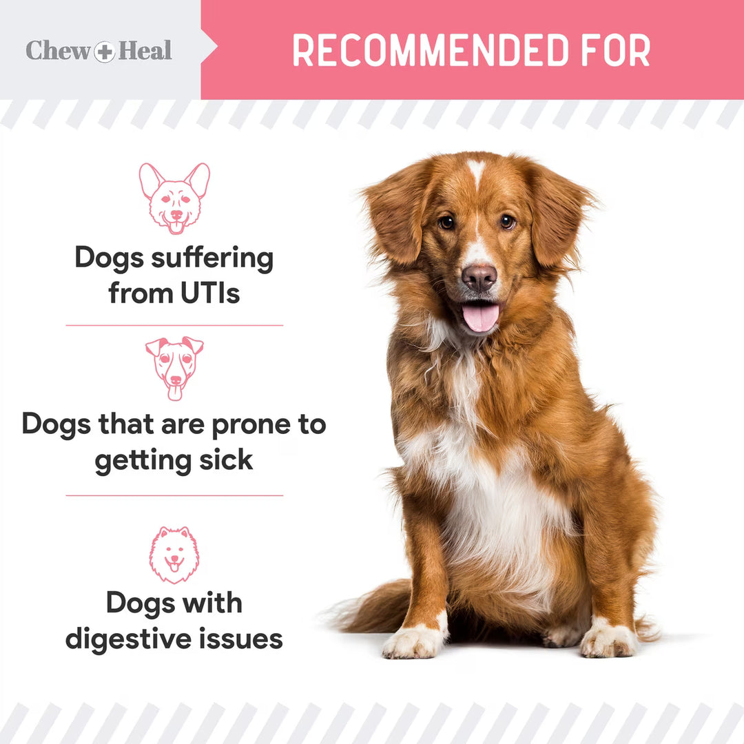 Chew + Heal Urinary + Kidney Tincture Supplement for Dogs, 2-fl oz bottle