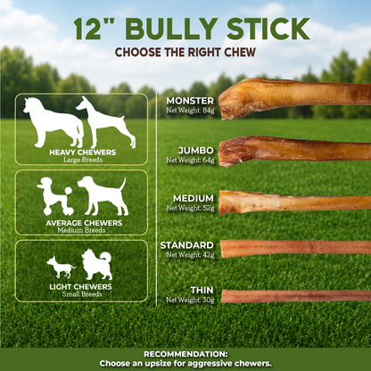 12" Bully Stick Medium
