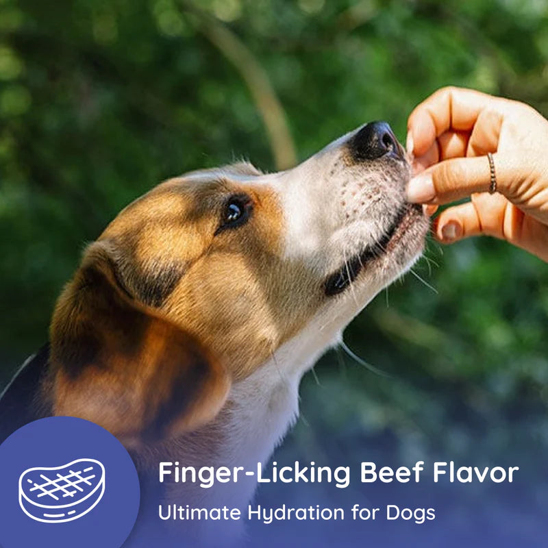 Dog Electrolyte and Joint Supplement , Beef flavored