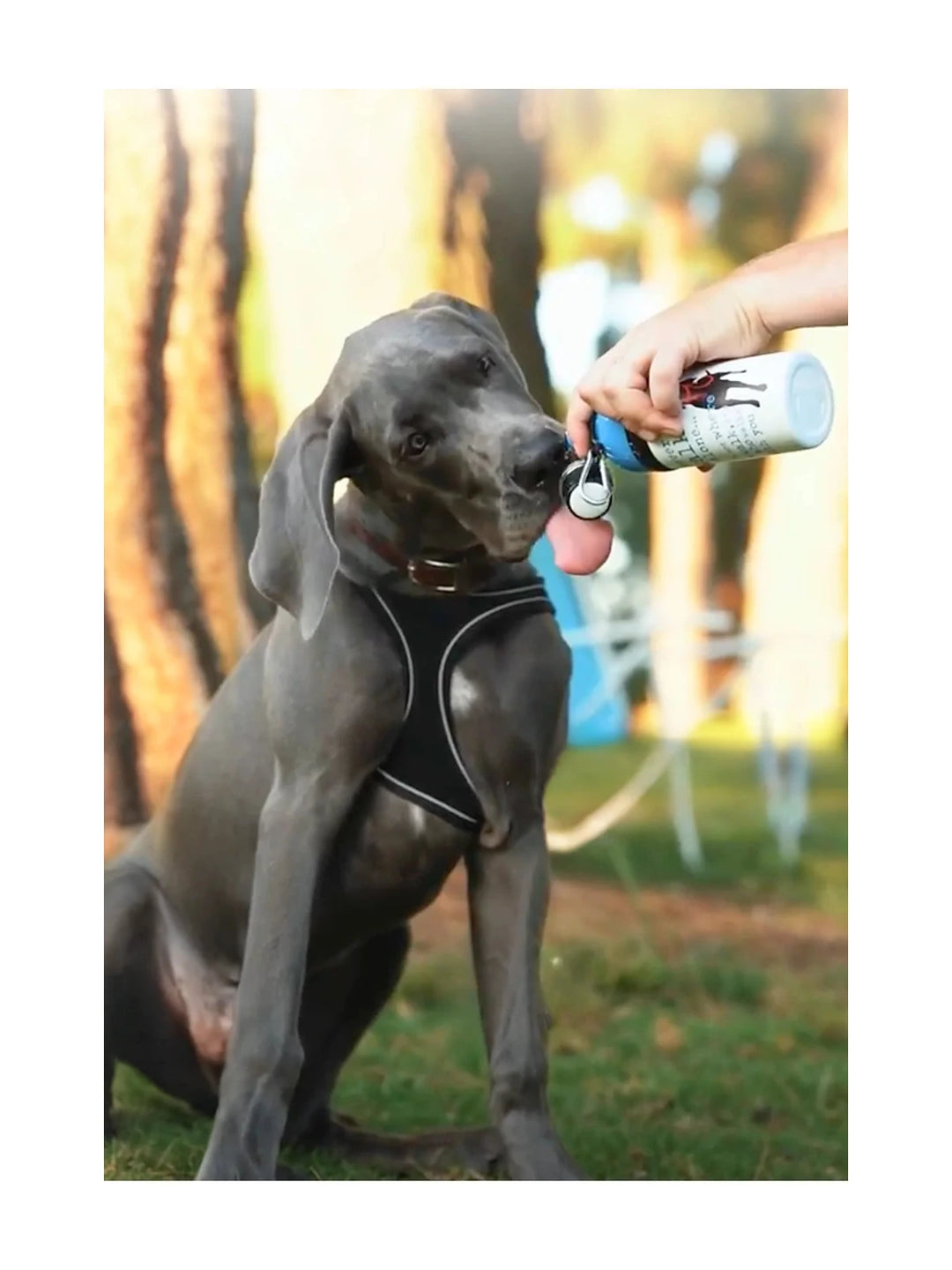 Dog Water Bottle: Never Walk Alone (Limited Time Offer)