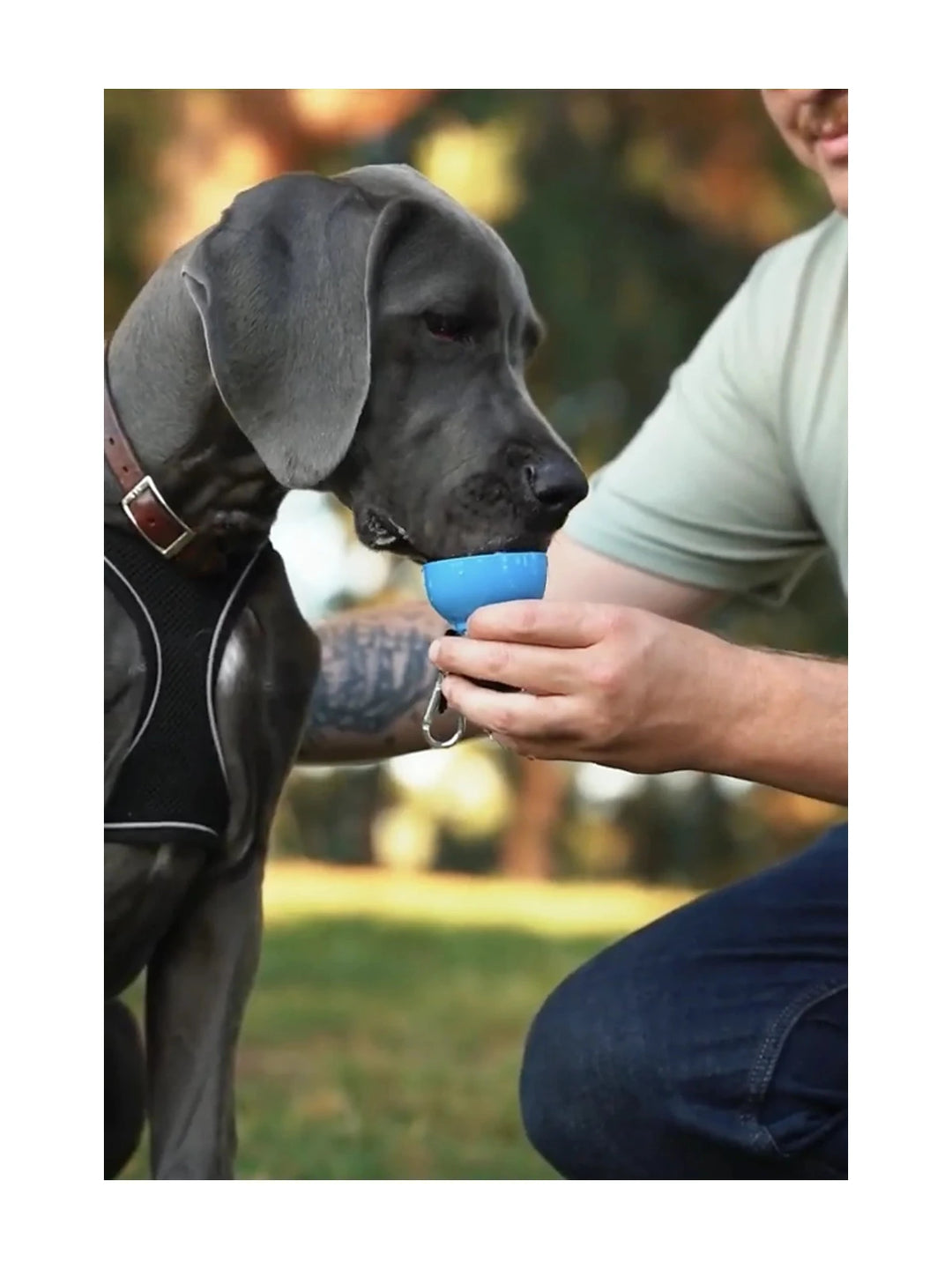 Dog Water Bottle: Never Walk Alone (Limited Time Offer)
