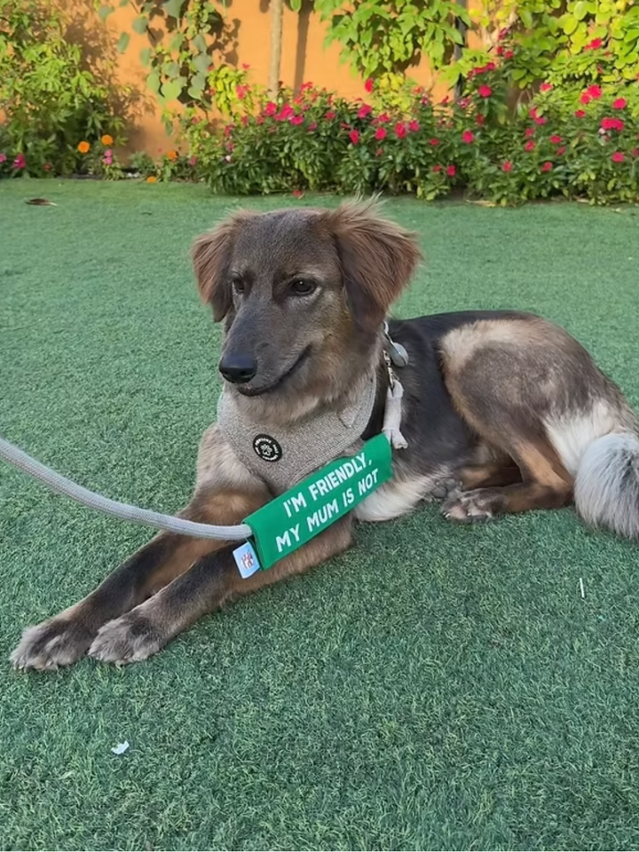 Leash Sleeves