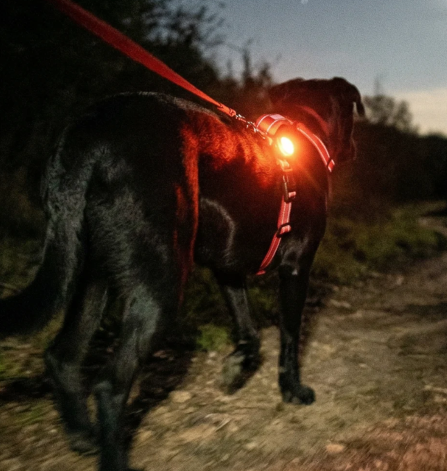 Firefly LED Dog Safety Light - Clip-On Night Visibility Light