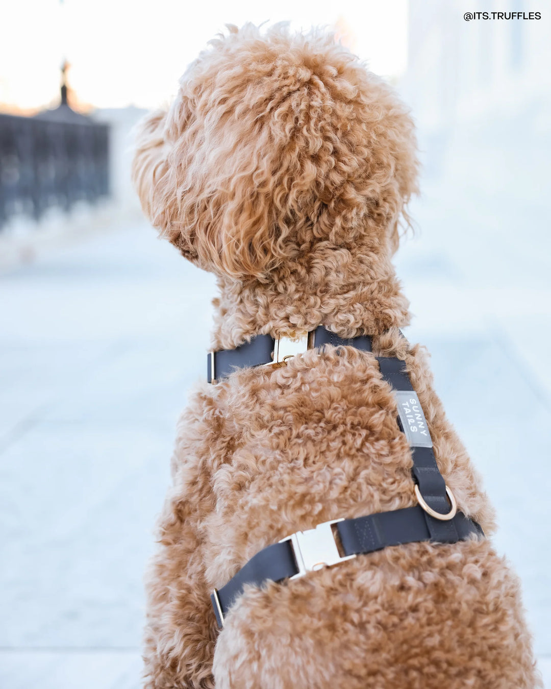 Ember Black Cloud Lite Dog Harness/Metal