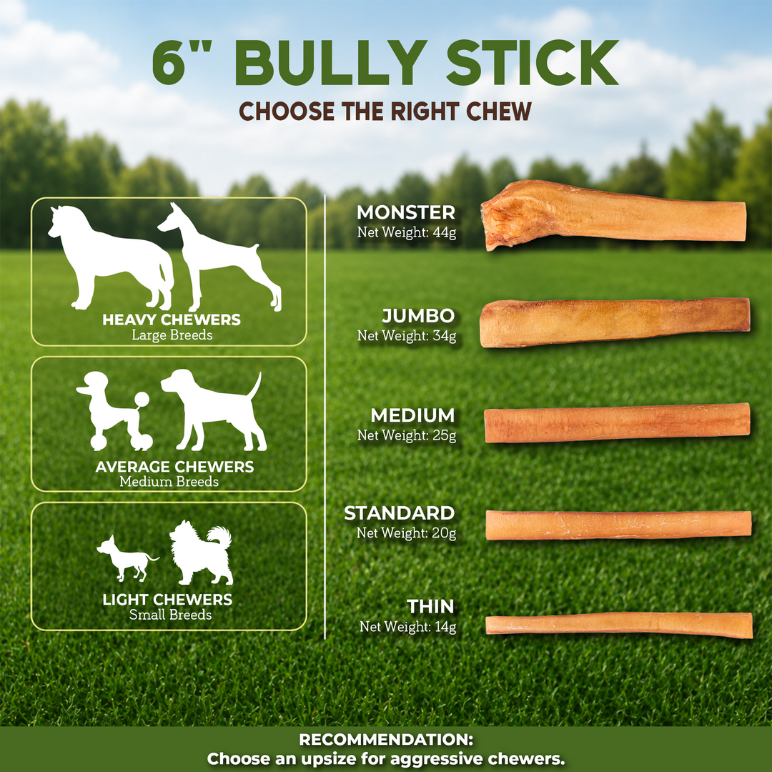 6" Bully Stick Medium