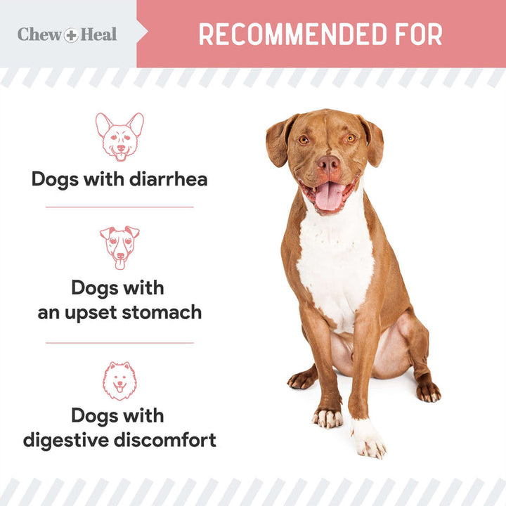 Stop The Diarrhea Liquid Digestive Aid for Dogs 12oz