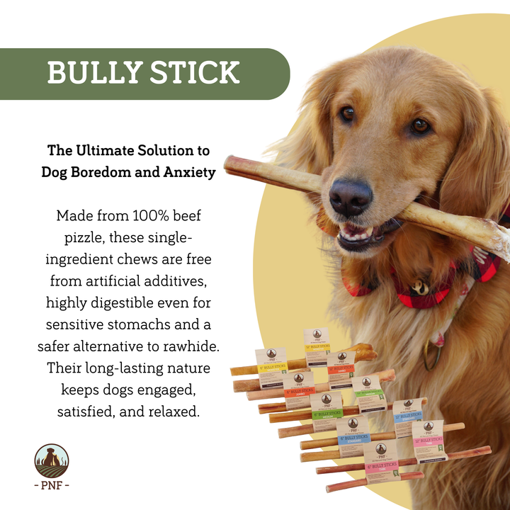 6" Bully Stick Medium