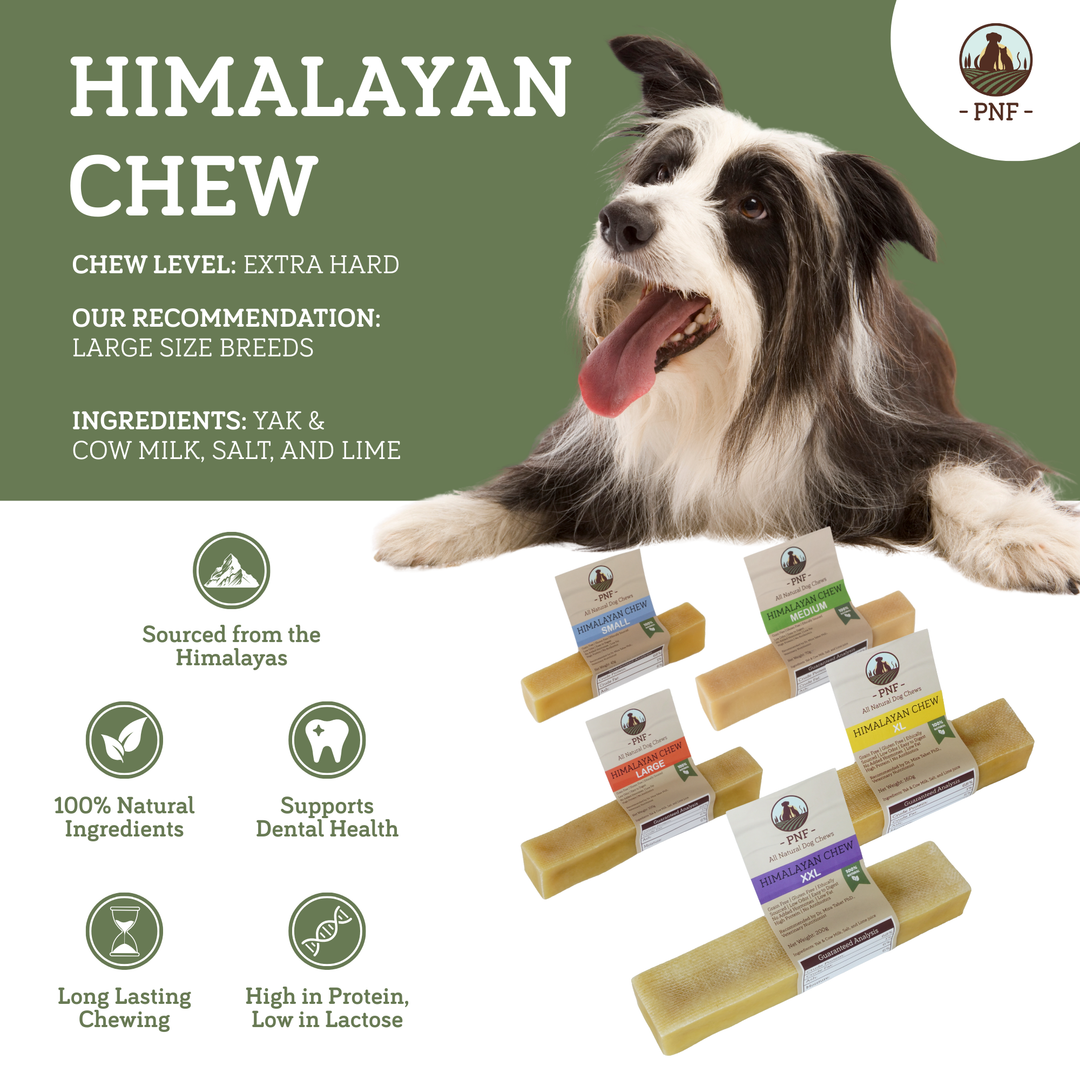 Himalayan Chew XXL