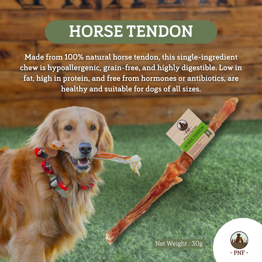 Horse Tendon