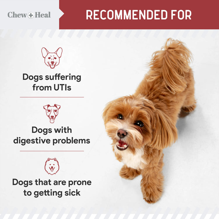 Cranberry Support Urinary Tract Supplement for Dogs