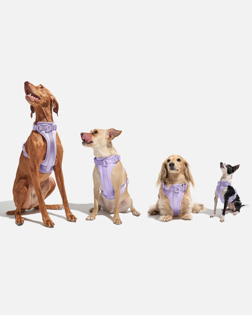 Dog Harness