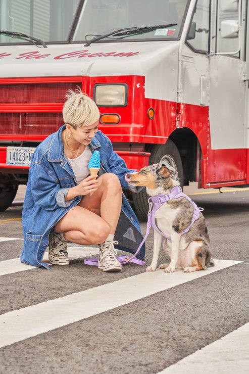 Dog Harness