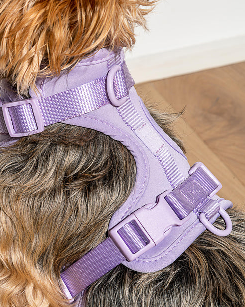 Dog Harness