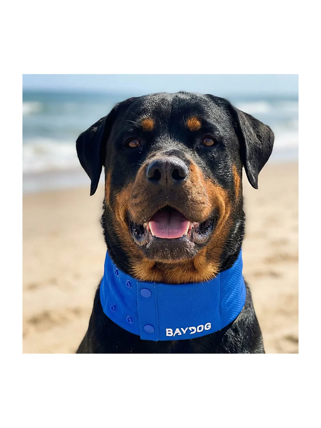 Arctic Bay Cooling Collar - Blue
