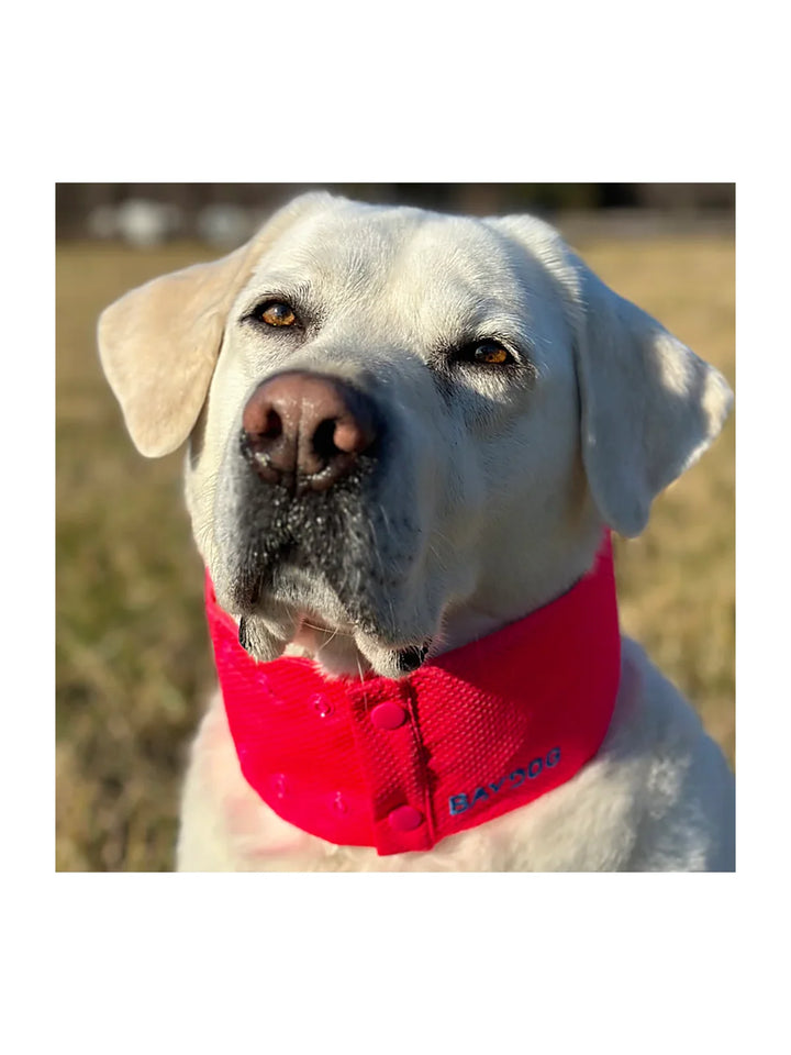 Arctic Bay Cooling Collar - Clifford Red