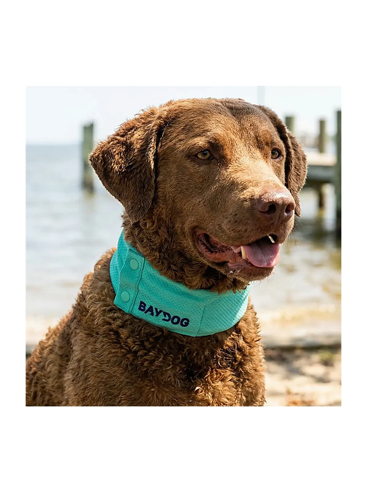 Arctic Bay Cooling Collar - Sea Foam