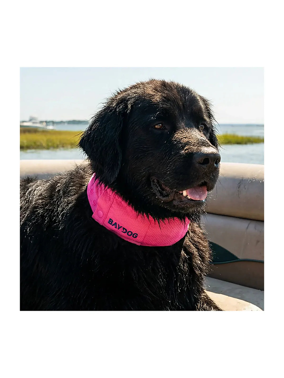 Arctic Bay Cooling Collar - Sunset Pink