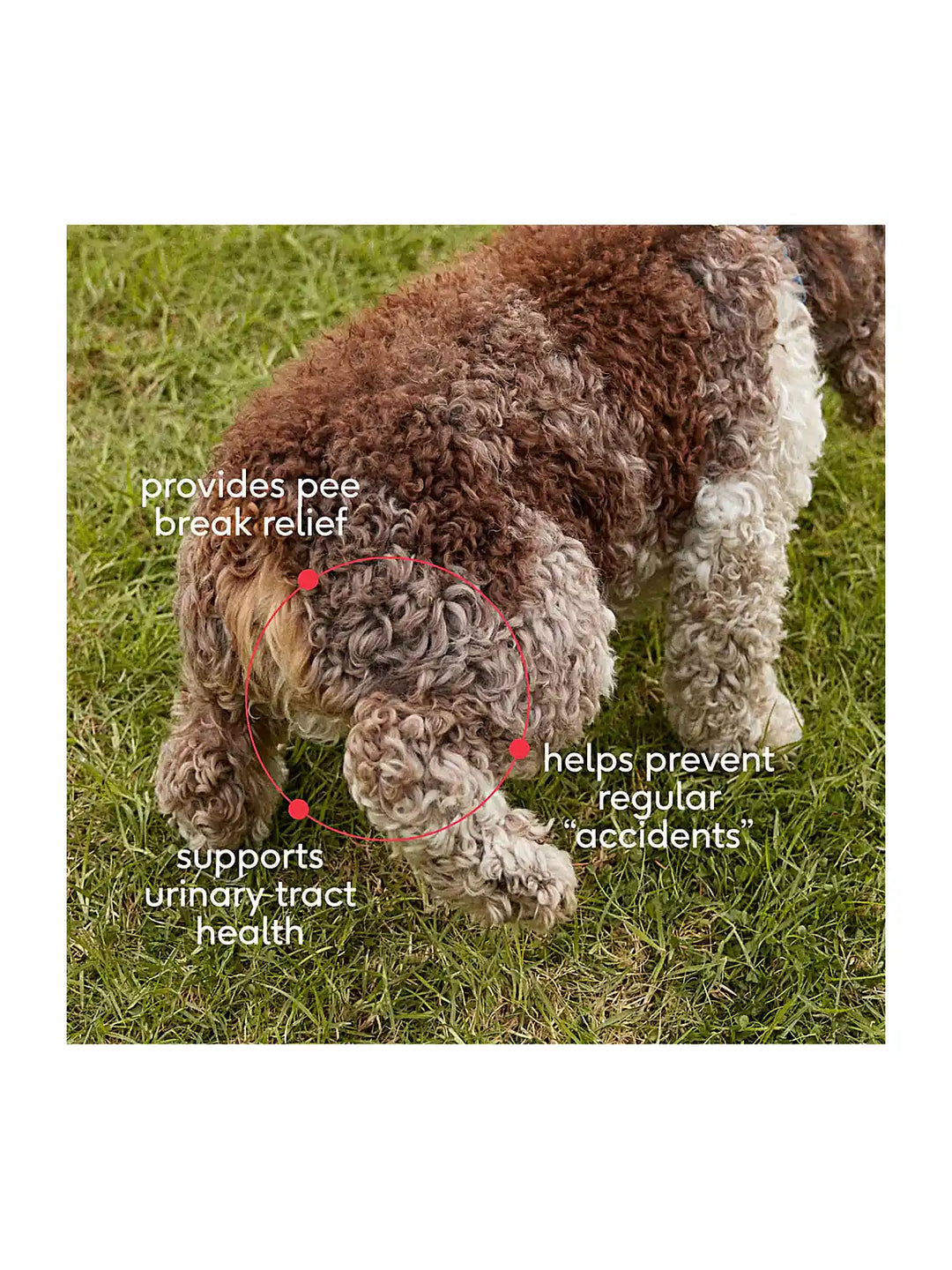 Bladder Chews