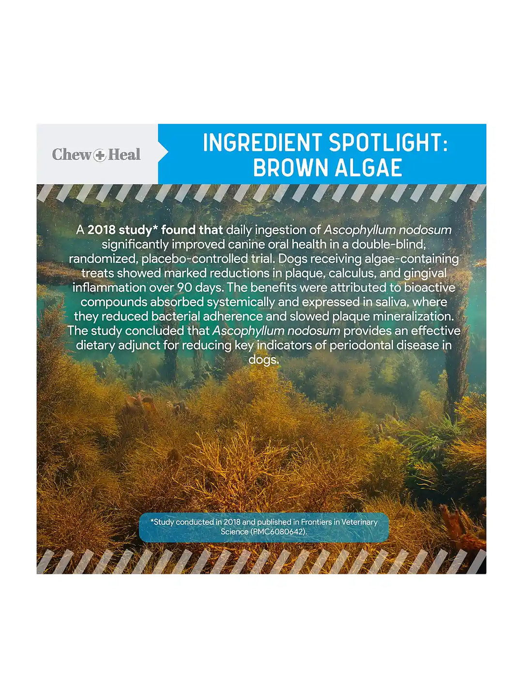 Chew + Heal Advanced Dental Support Powder with 6 Active Ingredients Dental Supplement for Dogs