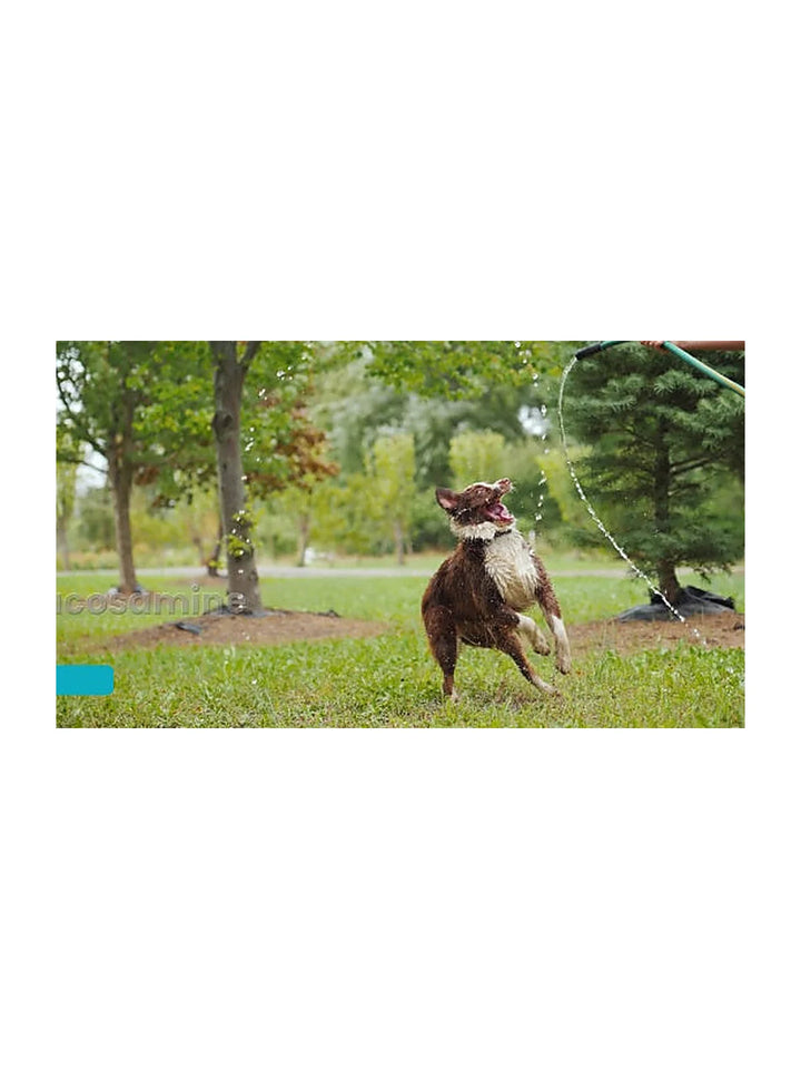 Chew + Heal Senior Hip & Joint Dog Supplement
