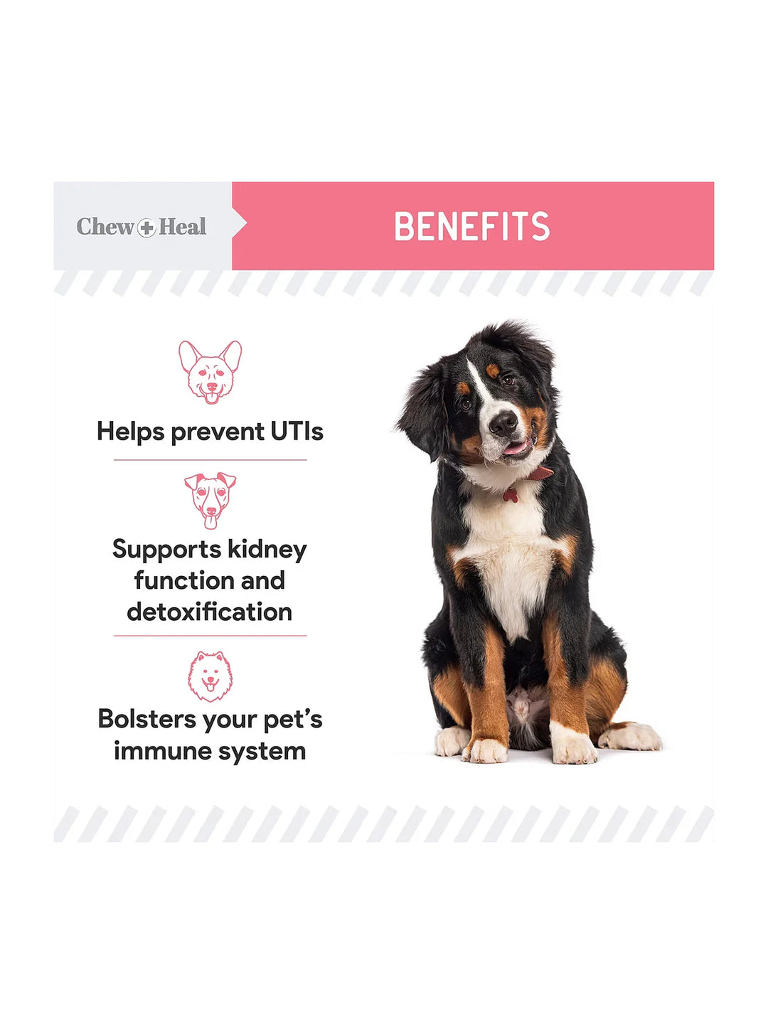 Chew + Heal Urinary + Kidney Tincture Supplement for Dogs, 2-fl oz bottle