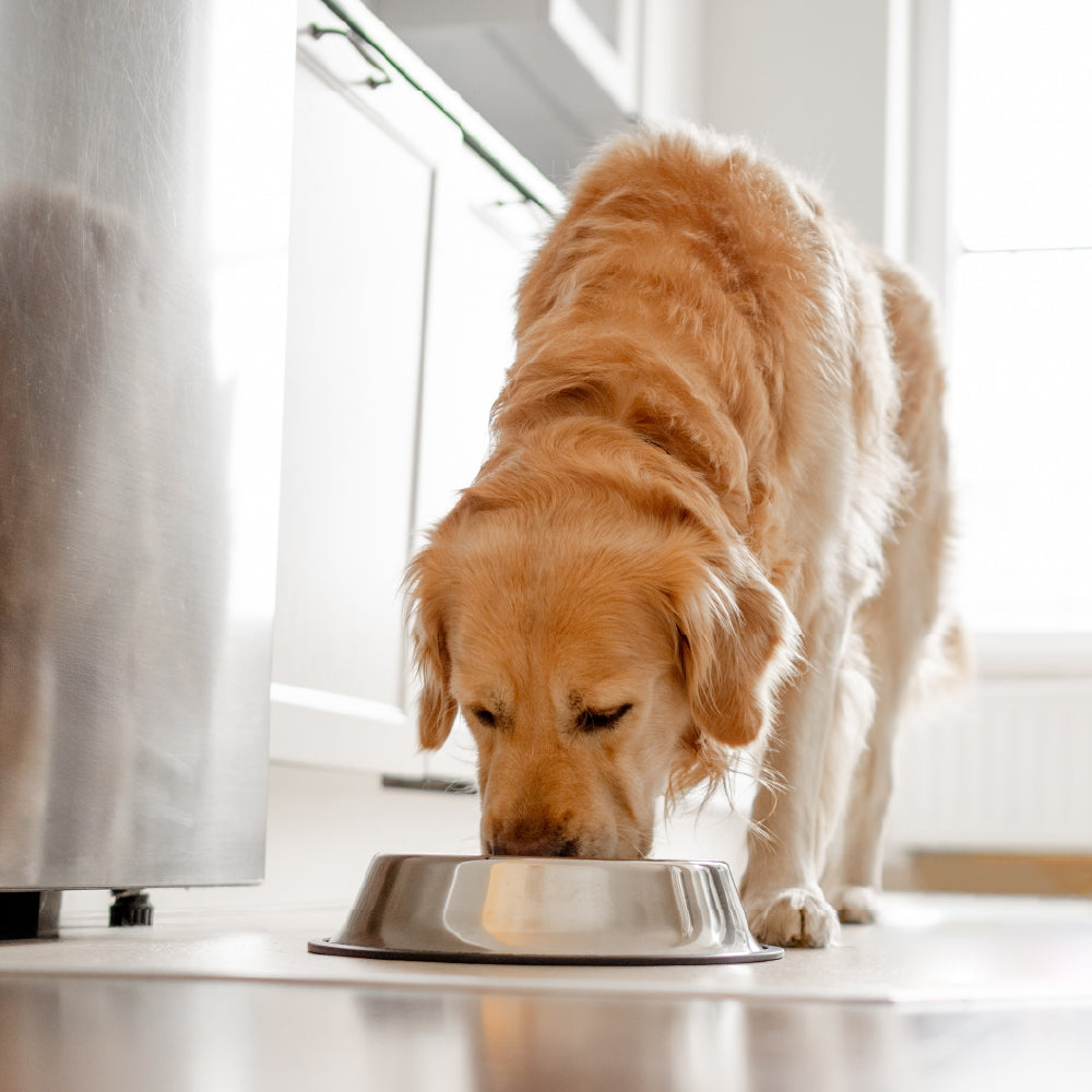 Dog enjoying a natural, healthy treat from Paw Haven UAE
