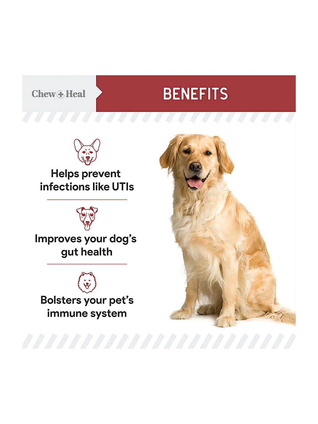 Cranberry Support Urinary Tract Supplement for Dogs