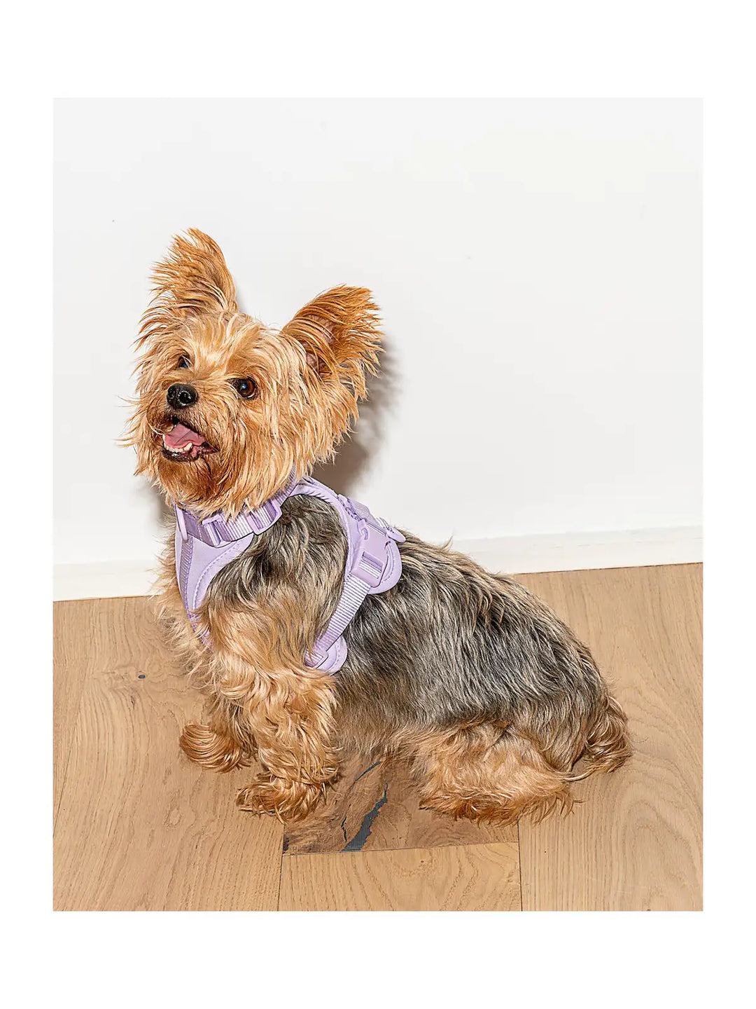 Dog Harness
