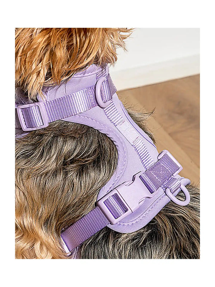 Dog Harness