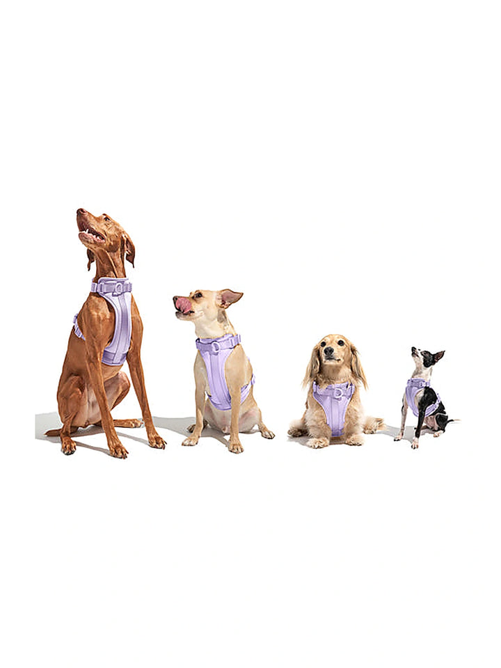 Dog Harness