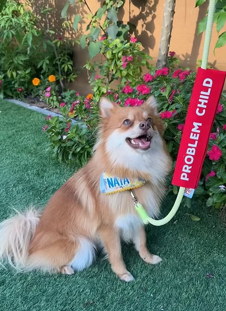 Leash Sleeves