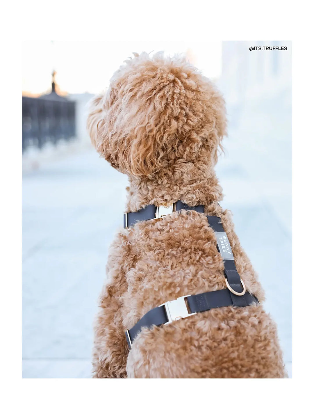 Cloud Lite Dog Harness