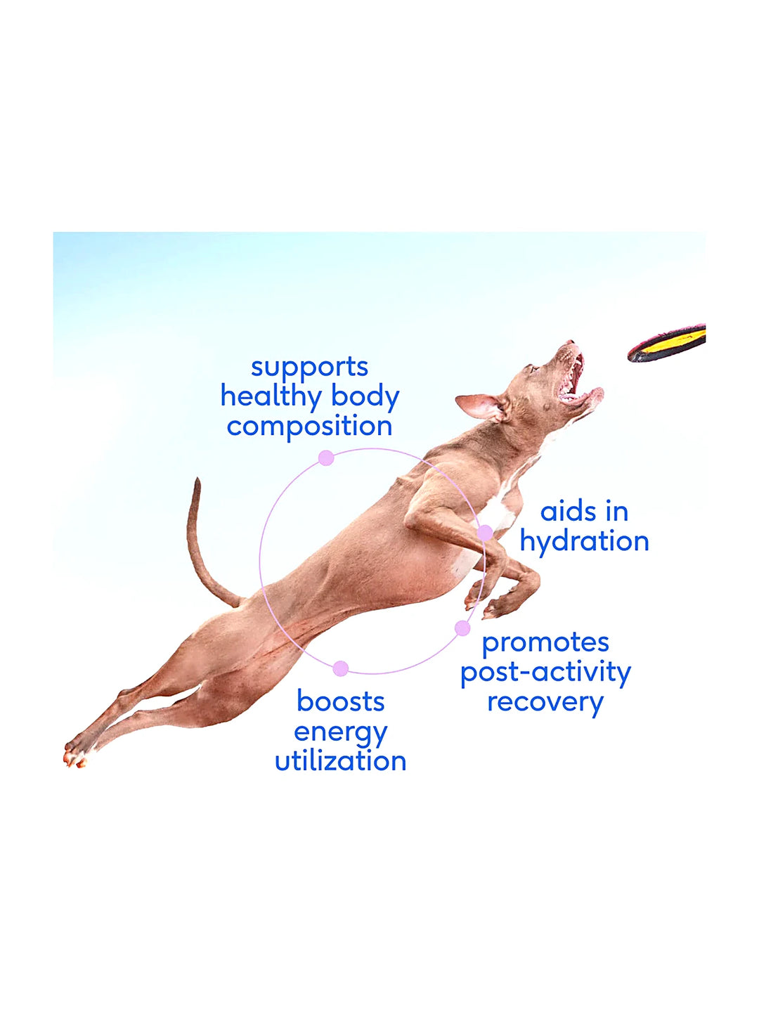 Goat Milk - Fuels active pups + promotes recovery