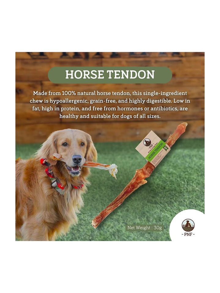 Horse Tendon