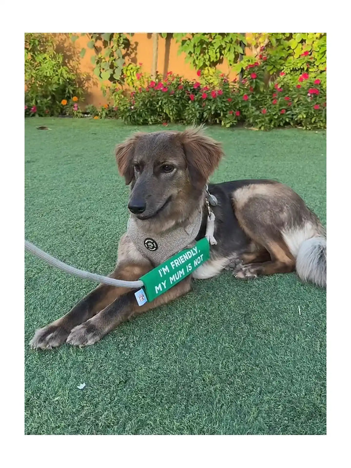 Leash Sleeves - For Friendly & Social Dogs
