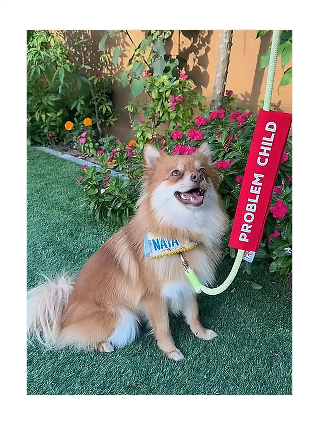 Leash Sleeves - For Warning & Reactive Dogs