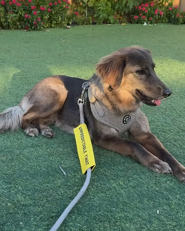 Leash Sleeves