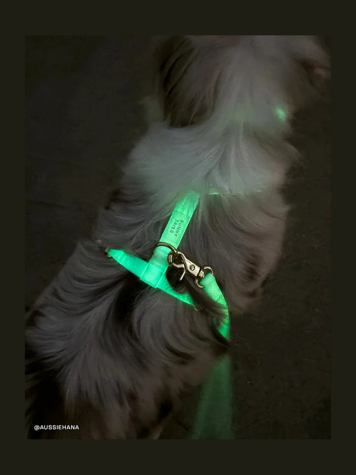 Lunar Glow Cloud Lite Dog Harness